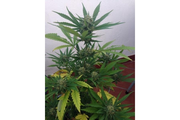PainKiller (Dr. Underground) feminized