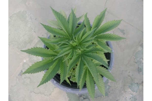 PainKiller (Dr. Underground) feminized