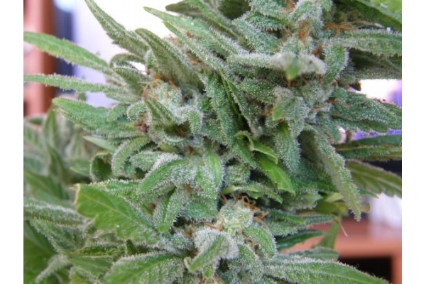 Brooklyn Mango (Dr. Underground) feminized