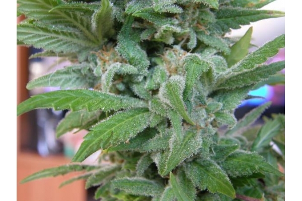 Brooklyn Mango (Dr. Underground) feminized