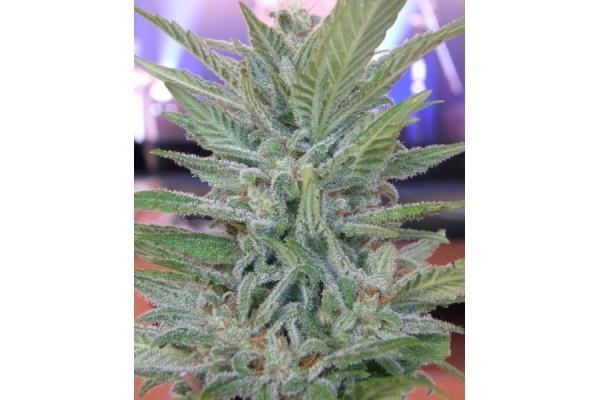 Brooklyn Mango (Dr. Underground) feminized Brooklyn Mango (Dr. Underground) feminized