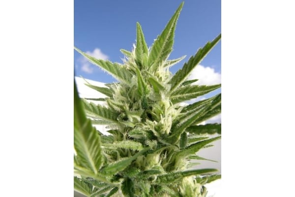 King Kong (Dr. Underground) feminized