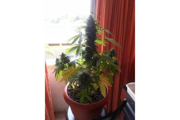 Auto Melon Gum (Dr. Underground) feminized