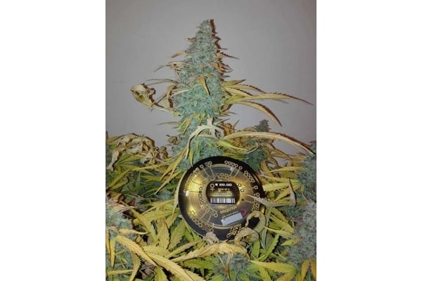 King's Kush Autoflowering (Greenhouse Seeds) feminisiert King's Kush Autoflowering (Greenhouse Seeds) feminisiert