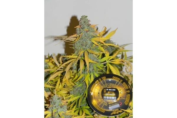 King's Kush Autoflowering (Greenhouse Seeds) feminisiert King's Kush Autoflowering (Greenhouse Seeds) feminisiert