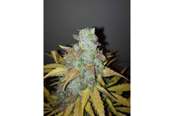 King's Kush Autoflowering (Greenhouse Seeds) feminisiert King's Kush Autoflowering (Greenhouse Seeds) feminisiert