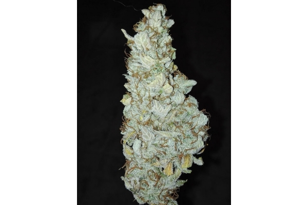 King's Kush Autoflowering (Greenhouse Seeds) feminisiert King's Kush Autoflowering (Greenhouse Seeds) feminisiert