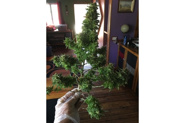 Black Dream (Eva Seeds) feminisiert Black Dream (Eva Seeds) feminisiert