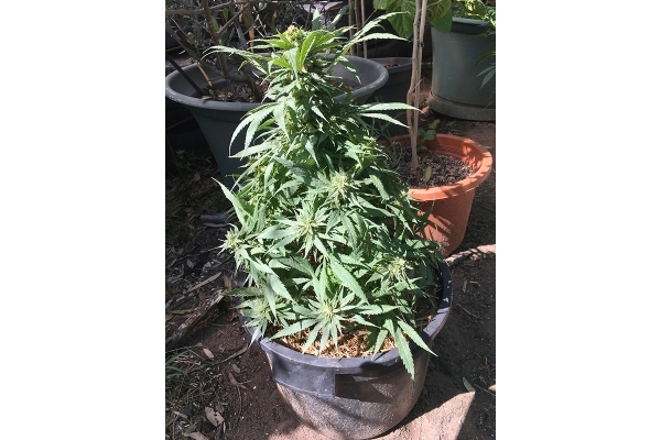 Black Dream (Eva Seeds) feminisiert Black Dream (Eva Seeds) feminisiert