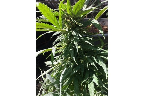 Black Dream (Eva Seeds) feminisiert Black Dream (Eva Seeds) feminisiert
