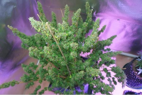 Auto Mazar (Dutch Passion) feminisiert