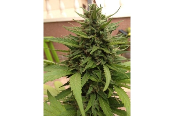 Auto Blueberry (Dutch Passion) feminisiert Auto Blueberry (Dutch Passion) feminisiert