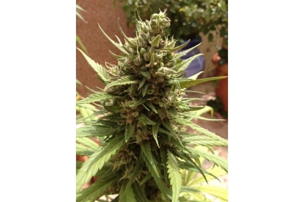 Auto Blueberry (Dutch Passion) feminisiert Auto Blueberry (Dutch Passion) feminisiert