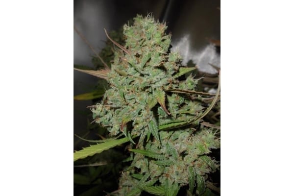 Auto Blueberry (Dutch Passion) feminisiert Auto Blueberry (Dutch Passion) feminisiert