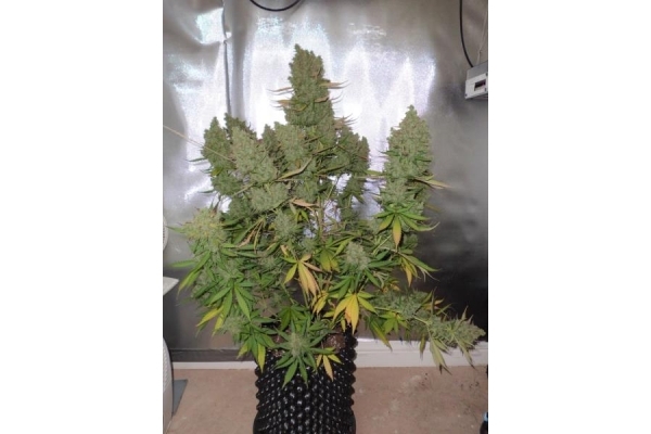 Auto Blueberry (Dutch Passion) feminisiert Auto Blueberry (Dutch Passion) feminisiert