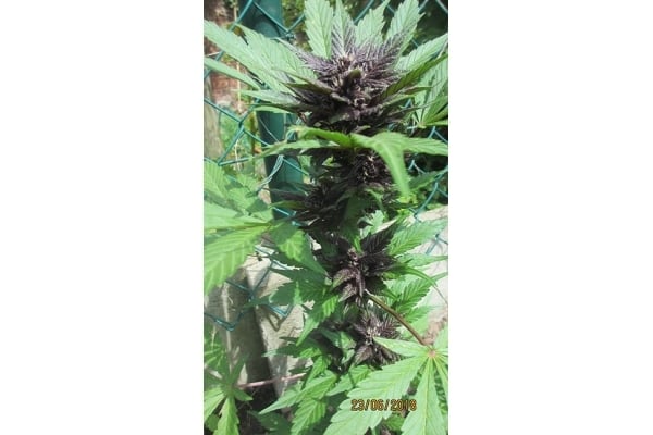 Blackberry Auto (FastBuds) feminisiert Blackberry Auto (FastBuds) feminisiert