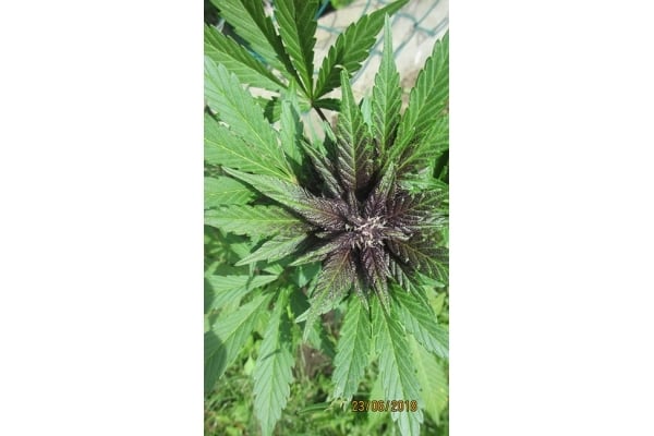 Blackberry Auto (FastBuds) feminisiert Blackberry Auto (FastBuds) feminisiert