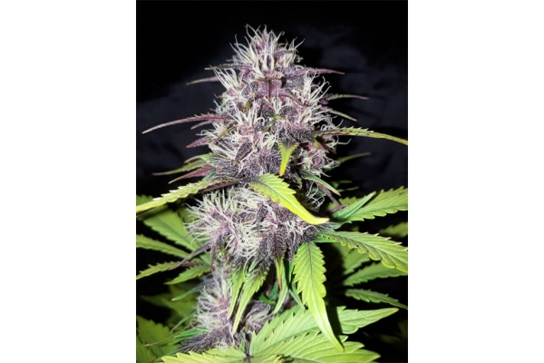 Blackberry Auto (FastBuds) feminisiert Blackberry Auto (FastBuds) feminisiert