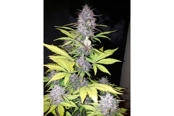 Blackberry Auto (FastBuds) feminisiert Blackberry Auto (FastBuds) feminisiert