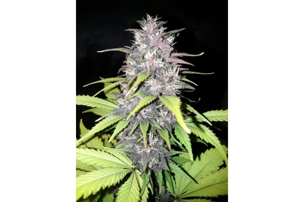Blackberry Auto (FastBuds) feminisiert Blackberry Auto (FastBuds) feminisiert