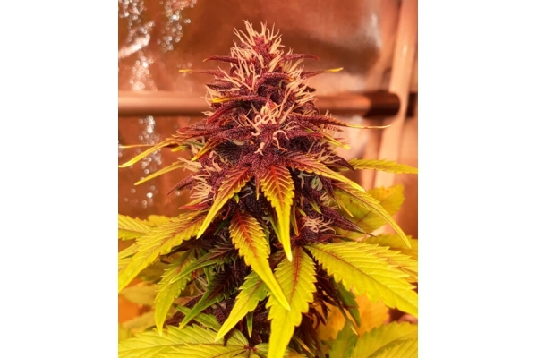 Blackberry Auto (FastBuds) feminisiert Blackberry Auto (FastBuds) feminisiert