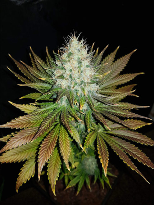 Bona Dea CBD (Vision Seeds) feminisiert Bona Dea CBD (Vision Seeds) feminisiert