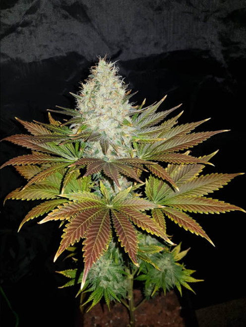 Bona Dea CBD (Vision Seeds) feminisiert Bona Dea CBD (Vision Seeds) feminisiert