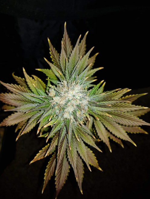 Bona Dea CBD (Vision Seeds) feminisiert Bona Dea CBD (Vision Seeds) feminisiert