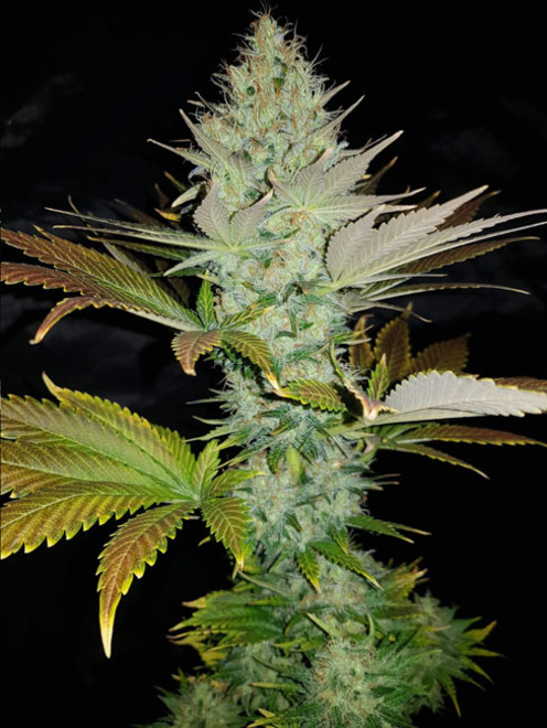 Bona Dea CBD (Vision Seeds) feminisiert Bona Dea CBD (Vision Seeds) feminisiert
