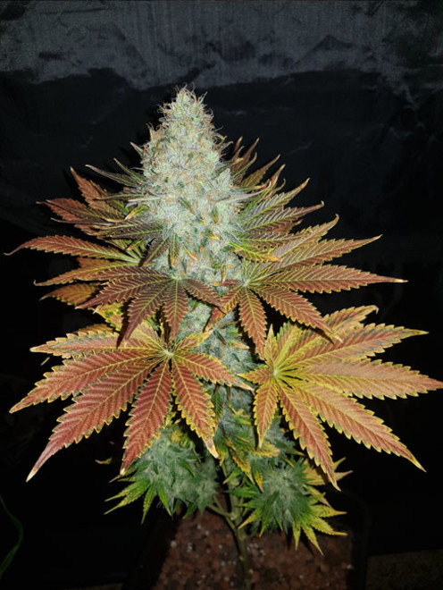 Bona Dea CBD (Vision Seeds) feminisiert Bona Dea CBD (Vision Seeds) feminisiert