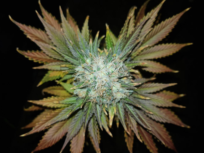 Bona Dea CBD (Vision Seeds) feminisiert Bona Dea CBD (Vision Seeds) feminisiert