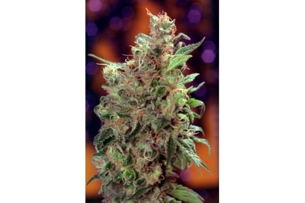 Californian Orange (Dutch Passion) feminisiert Californian Orange (Dutch Passion) feminisiert