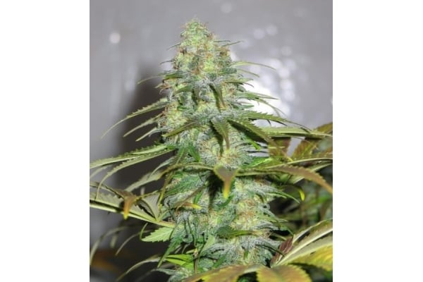Californian Orange (Dutch Passion) feminisiert Californian Orange (Dutch Passion) feminisiert