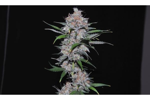 Californian Orange (Dutch Passion) feminisiert Californian Orange (Dutch Passion) feminisiert