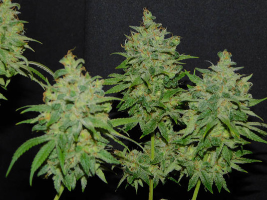 Tangie Ghost Train (Little Chief Collabs) feminized