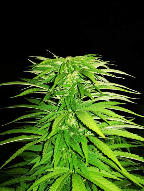 Cash Express (Zamnesia Seeds) feminized Cash Express (Zamnesia Seeds) feminized