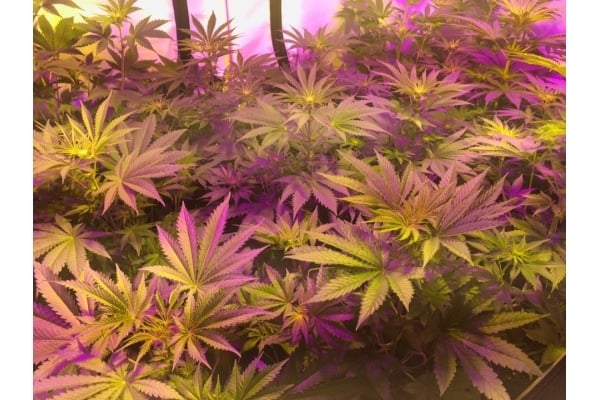 GG#4 (Zamnesia Seeds) feminized GG#4 (Zamnesia Seeds) feminized