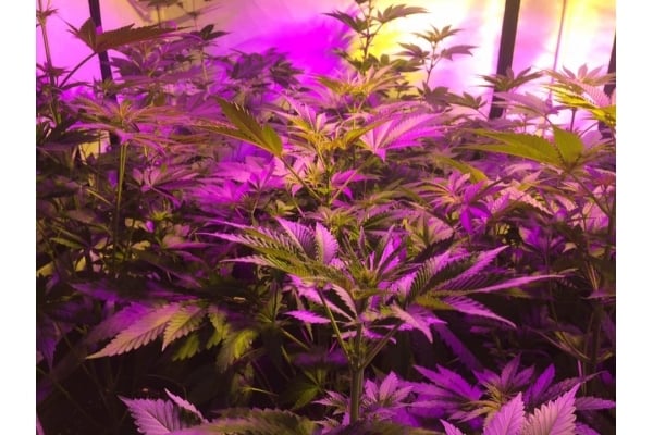 GG#4 (Zamnesia Seeds) feminized GG#4 (Zamnesia Seeds) feminized