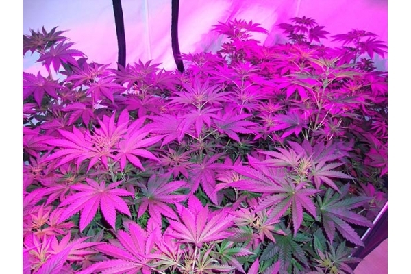 GG#4 (Zamnesia Seeds) feminized GG#4 (Zamnesia Seeds) feminized