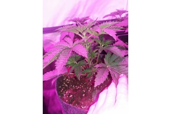 GG#4 (Zamnesia Seeds) feminized GG#4 (Zamnesia Seeds) feminized