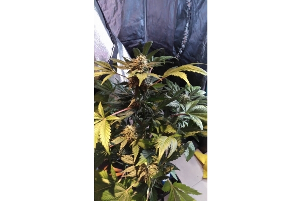 GG#4 (Zamnesia Seeds) feminized GG#4 (Zamnesia Seeds) feminized