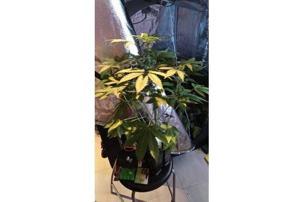 GG#4 (Zamnesia Seeds) feminized GG#4 (Zamnesia Seeds) feminized