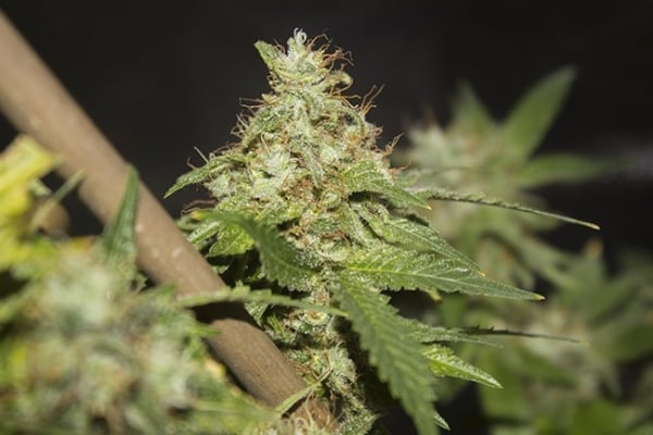 GG#4 (Zamnesia Seeds) feminized GG#4 (Zamnesia Seeds) feminized