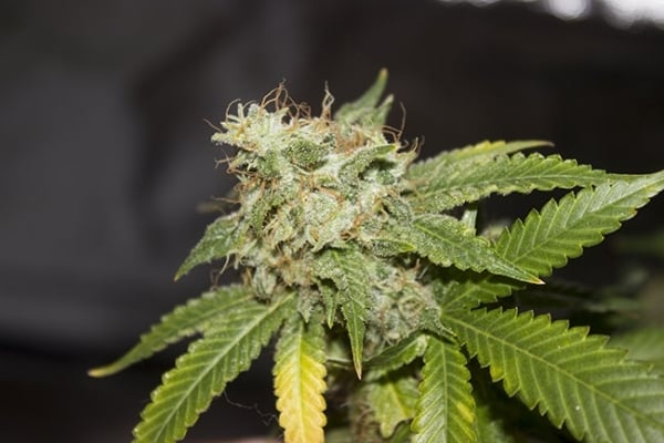 GG#4 (Zamnesia Seeds) feminized GG#4 (Zamnesia Seeds) feminized
