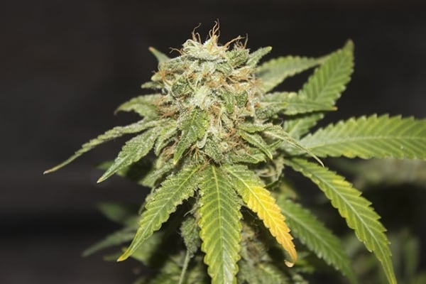 GG#4 (Zamnesia Seeds) feminized GG#4 (Zamnesia Seeds) feminized