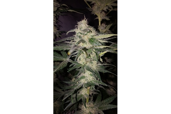 GG#4 (Zamnesia Seeds) feminized GG#4 (Zamnesia Seeds) feminized