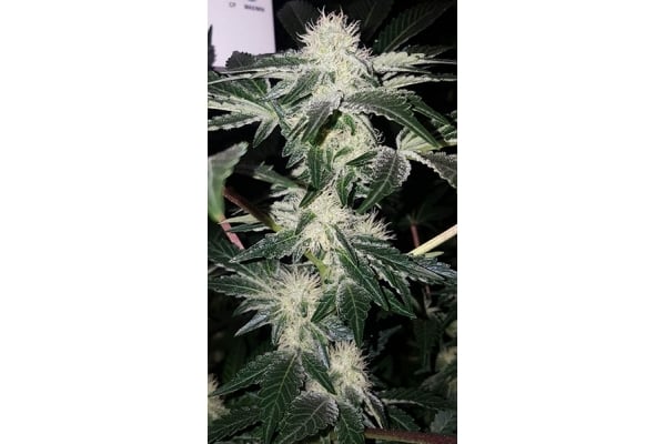 GG#4 (Zamnesia Seeds) feminized GG#4 (Zamnesia Seeds) feminized