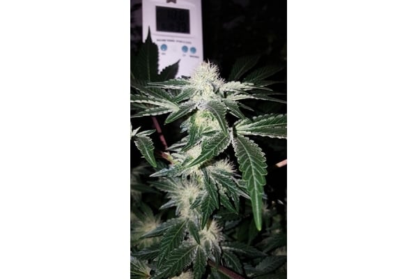 GG#4 (Zamnesia Seeds) feminized GG#4 (Zamnesia Seeds) feminized