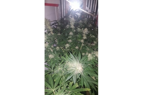GG#4 (Zamnesia Seeds) feminized GG#4 (Zamnesia Seeds) feminized