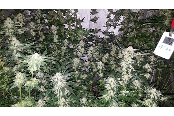 GG#4 (Zamnesia Seeds) feminized GG#4 (Zamnesia Seeds) feminized